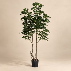 Planta topiario frondosa — Topiaire Feuillu sobre fondo beige