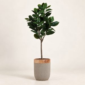 Roble — Frondaison Automnale sobre fondo beige