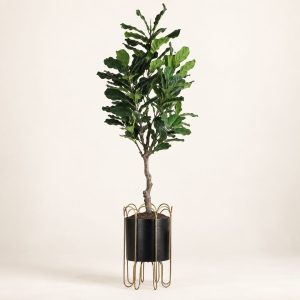 Ficus lirata — Ficus Gracile sobre fondo beige