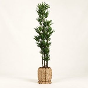 Lady palm — Palmier Éventail sobre fondo beige