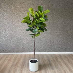 Ficus Lirata Elegance con Base Blanca