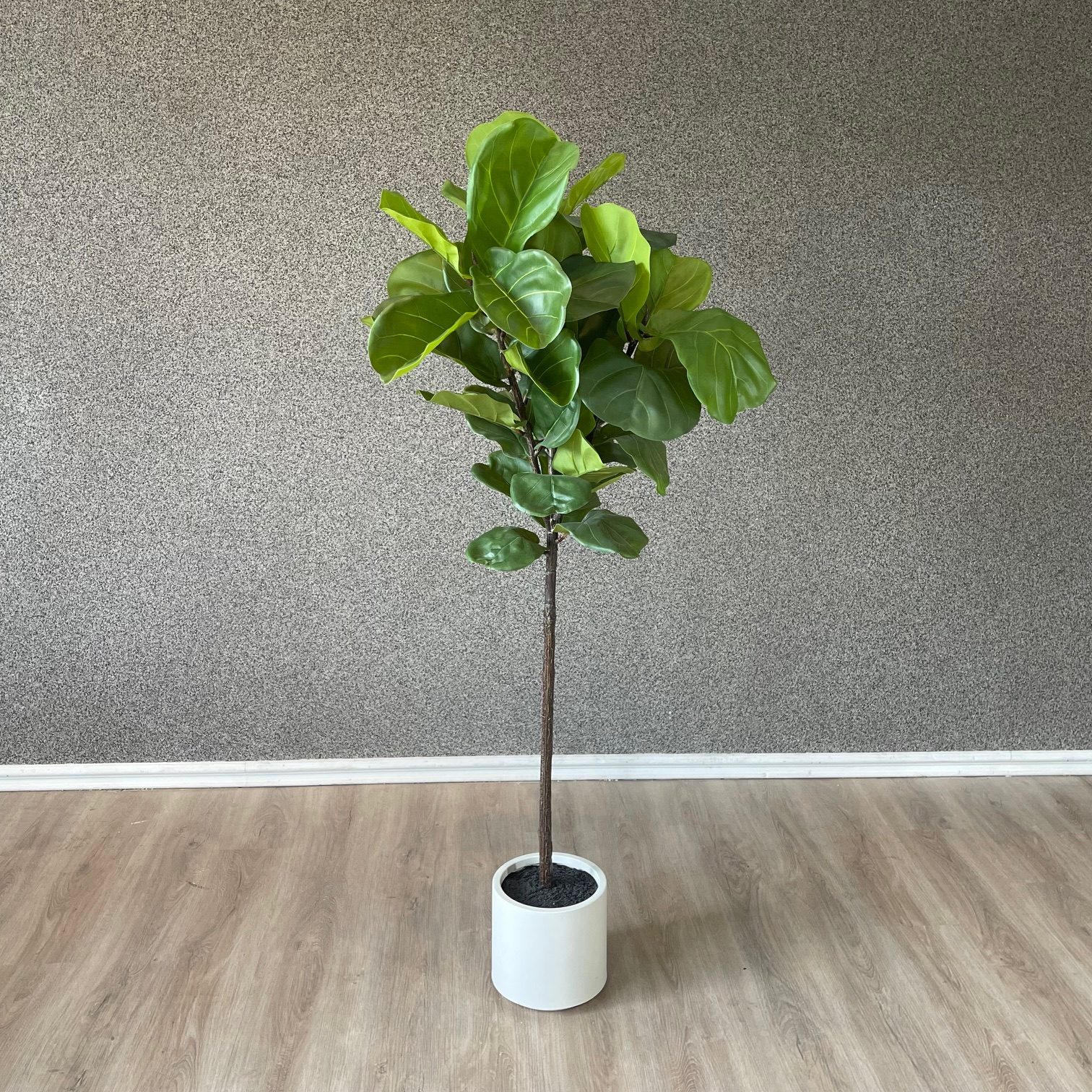 Ficus Lirata Elegance con Base Blanca — vista 2