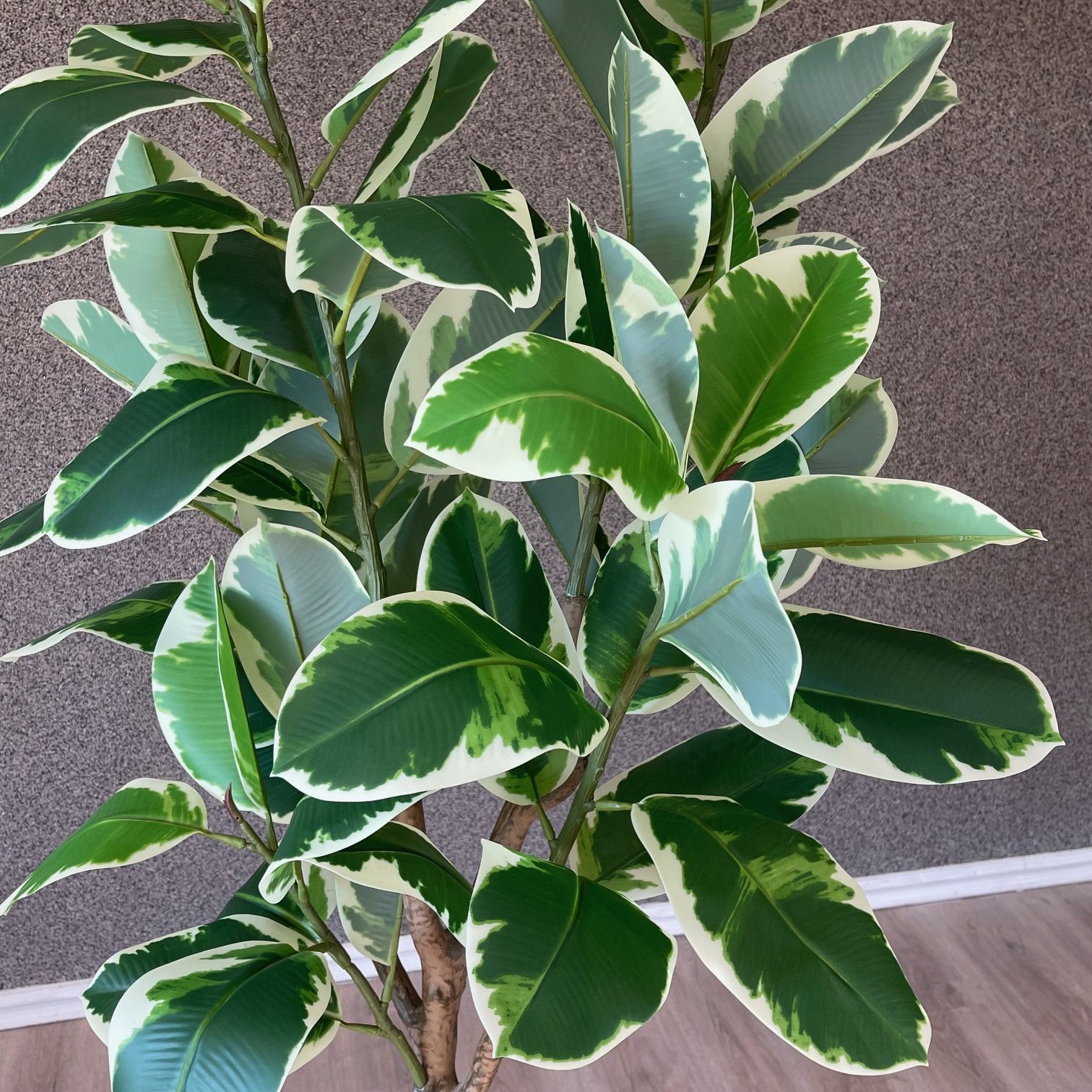 Planta artificial Variegado 180 CM — vista 2