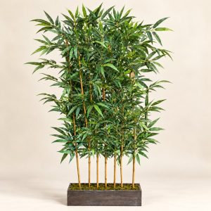 Planta bambú Bosquet Bambou con siete tallos y jardinera rectangular sobre fondo limpio